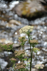 Selinum rhodopetalum
