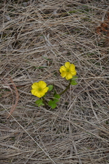 Ranunculus sulphureus