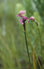 Disperis paludosa
