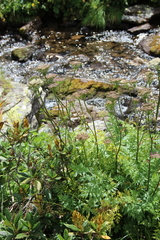 Selinum rhodopetalum