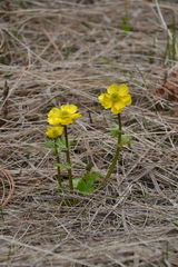 Ranunculus sulphureus