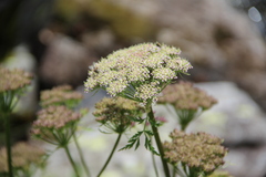 Selinum rhodopetalum