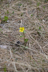 Ranunculus sulphureus