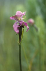 Disperis paludosa