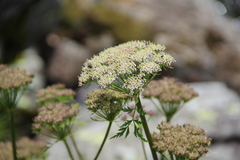Selinum rhodopetalum