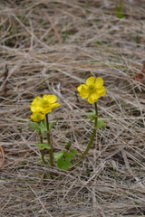 Ranunculus sulphureus