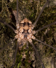 Leiobunum calcar