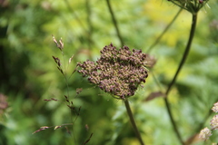 Selinum rhodopetalum