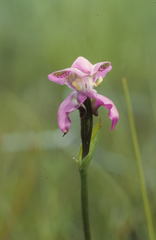 Disperis paludosa