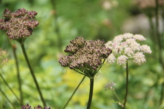 Selinum rhodopetalum