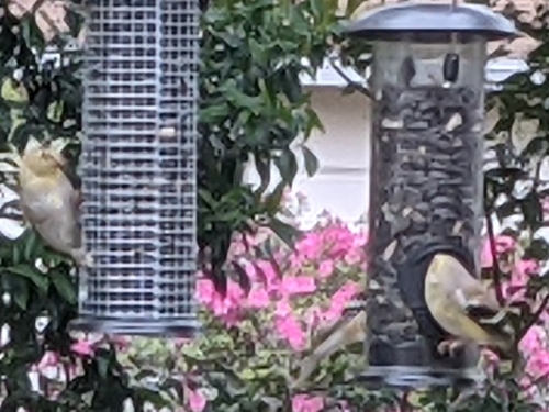 Fringillidae image