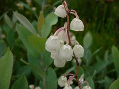 Zenobia pulverulenta