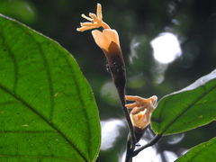 Matisia ochrocalyx