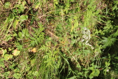 Conioselinum tataricum