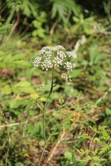 Conioselinum tataricum