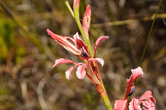 Tritoniopsis antholyza