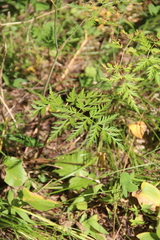 Conioselinum tataricum