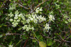Scandia geniculata