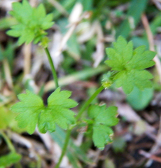 Ranunculus platensis