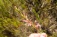 Tritoniopsis antholyza