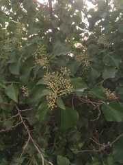 Hedera helix