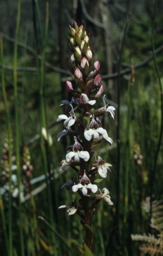 Image of Satyrium rhynchanthum by (c) Tom Lloyd Evans, some rights reserved (CC BY-SA)