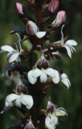 Image of Stickytip Satyre (Satyrium rhynchanthum) by (c) Tom Lloyd Evans, some rights reserved (CC BY-SA)