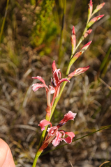 Tritoniopsis antholyza