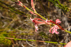 Tritoniopsis antholyza