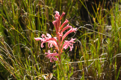 Tritoniopsis antholyza