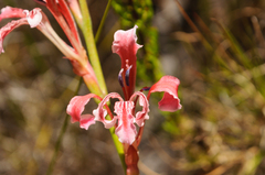 Tritoniopsis antholyza