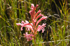 Tritoniopsis antholyza
