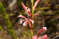 Tritoniopsis antholyza
