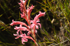 Tritoniopsis antholyza