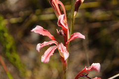 Tritoniopsis antholyza