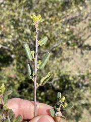 Rhamnus pilosa