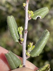 Rhamnus pilosa