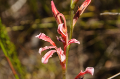 Tritoniopsis antholyza
