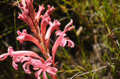 Tritoniopsis antholyza