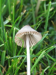 Mycena aetites