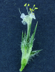 Navarretia intertexta