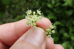Scandia geniculata