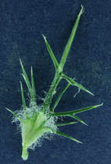 Navarretia intertexta