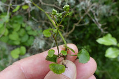 Scandia geniculata