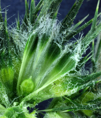 Navarretia intertexta