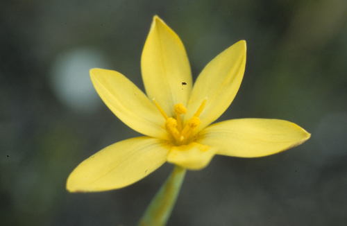 Image of Bobartia filiformis by (c) Tom Lloyd Evans, some rights reserved (CC BY-SA)