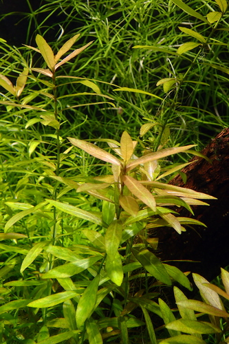 red ammania (Ammannia gracilis)