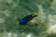 Tropheops microstoma