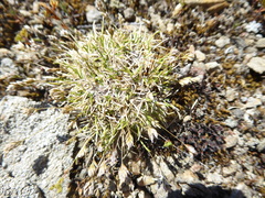 Poa maniototo