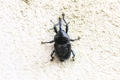 Homalinotus coriaceus